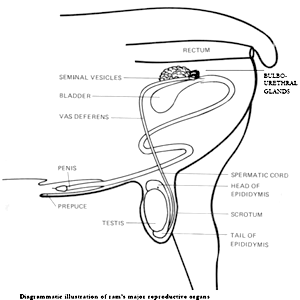 Diagrammatic illustration of ram's major reproductive organs