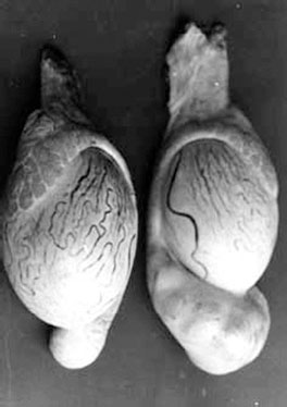 Comparison of normal and infected ram testicle