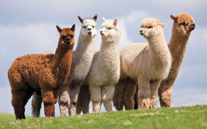 What is a Group of Llamas Called  