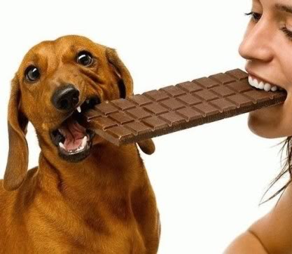 does chocolate affect cats like it does dogs
